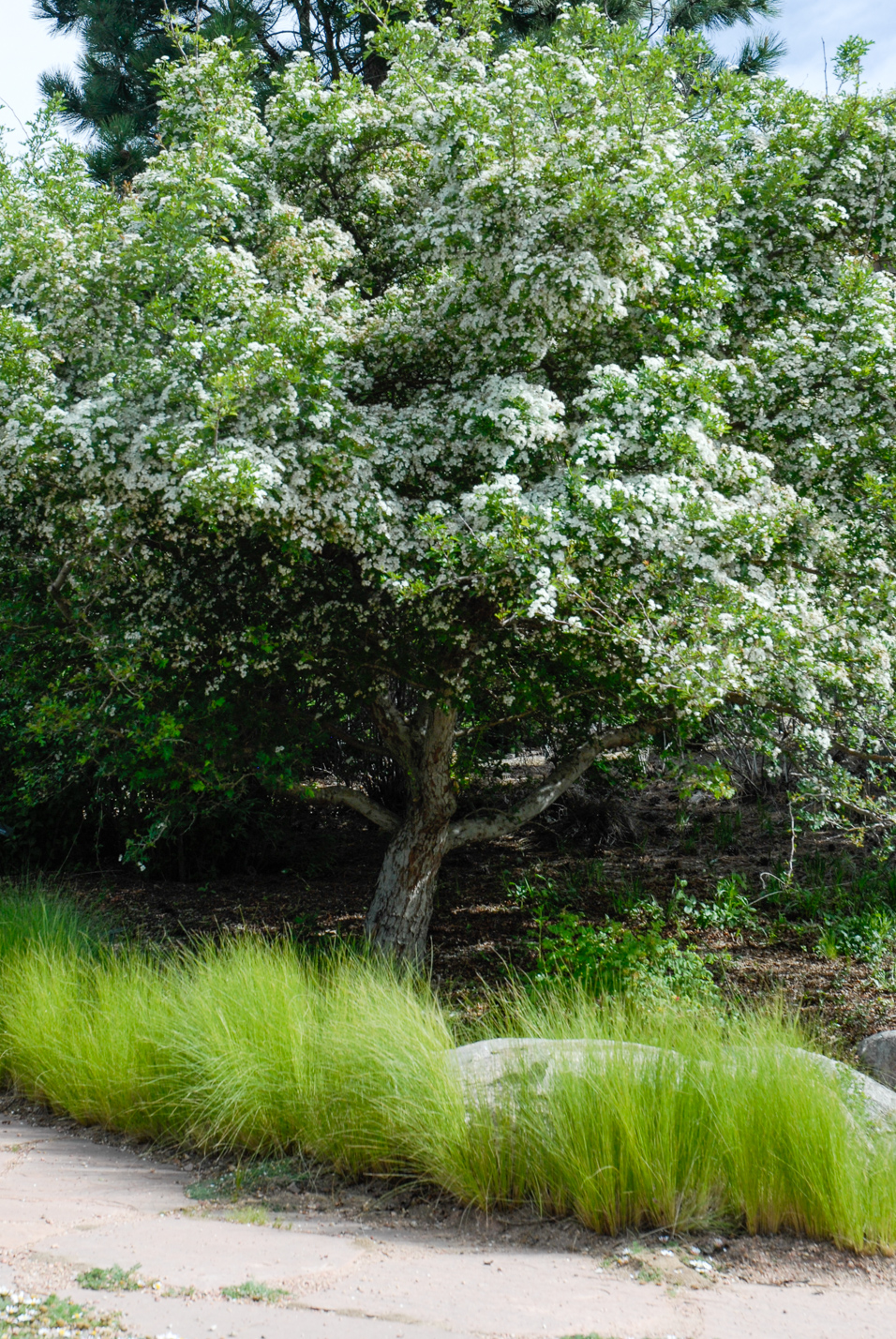 Mexican Feather Grass